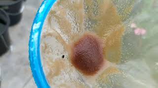 How to culture daphnia moina in a small container Part 1 English Subtitle [upl. by Moclam]