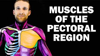 UPPER LIMB MUSCLES 16  PECTORAL REGION [upl. by Okimuy]