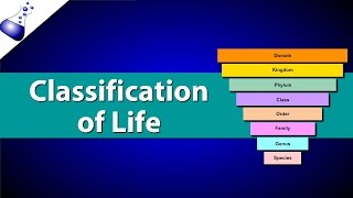 Classification of Life [upl. by Nunci]