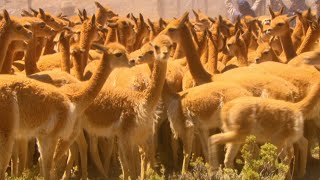 Vicuña – The Golden Fleece [upl. by Ruperta]