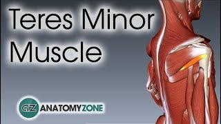 Teres Minor  Muscle Anatomy [upl. by Assirrec]