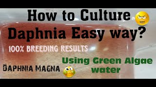 Daphnia MagnaHow to Culture Daphnia Easy wayCulturing Daphnia using Green water Daphnia [upl. by Rehpotsyrk]