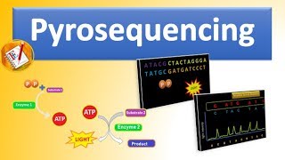 Pyrosequencing  The Basic Principle and Steps Involved Explained [upl. by Range]