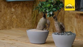 Taking Care of a Ginseng Ficus [upl. by Oyr]