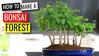 Creating a Bonsai Forest with 9 Ginkgo bonsai trees [upl. by Hindorff]