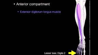 Anterior compartment leg muscles [upl. by Nylasor536]