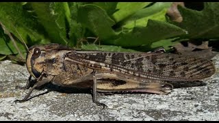 Locusta migratoria cavalletta gigante  Migratory locust  Gafanhoto migratório [upl. by Wang697]