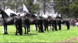 The KFPS Royal Friesian Horse [upl. by Burkhard]