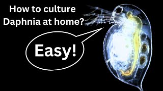 BEST Live Fish Food Beginner guide How to Culture Daphnia at home [upl. by Grosz]