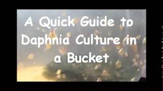 How to culture daphnia outside [upl. by Nadler494]