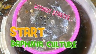 How to culture daphnia moina the easy way 1  Starting the Daphnia culture [upl. by Barnabas]