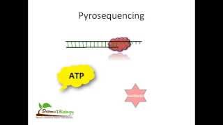 Pyrosequencing [upl. by Adleremse]