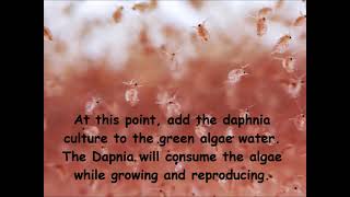 Daphnia  How to grow daphnia in your home [upl. by Sancho]