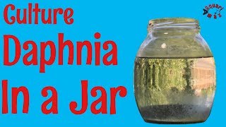 How to Culture Daphnia in a Jar [upl. by Iolanthe56]