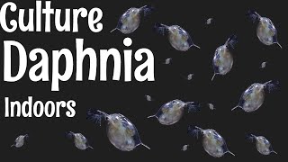 How to Culture Daphnia [upl. by Aneen]