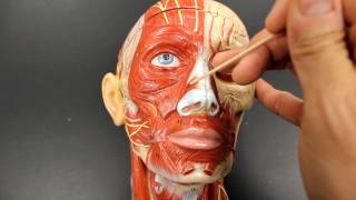 MUSCULAR SYSTEM ANATOMYMuscles of facial expression model description [upl. by Narual]