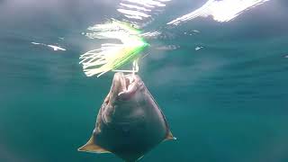 How I Caught Hundreds Of Halibut [upl. by Charo]