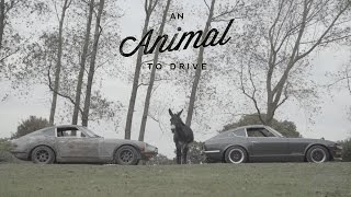 These Datsun 240Zs Are Animals to Drive [upl. by Mloclam731]