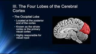 Introduction to the Cerebral Cortex [upl. by Aninay174]