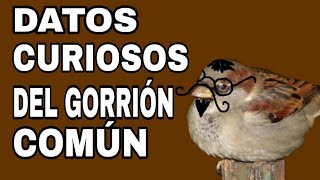 Datos curiosos del gorrión común [upl. by Wahkuna]