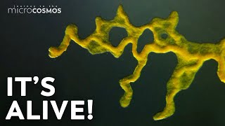 Slime Molds When Micro Becomes Macro [upl. by Aleunamme]