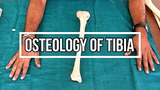 Osteology of Tibia [upl. by Aleahpar]