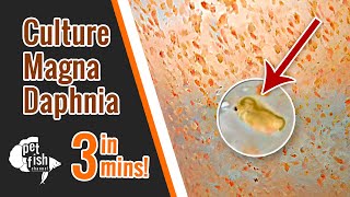 How to culture DAPHNIA MAGNA  The easy way [upl. by Buckden459]