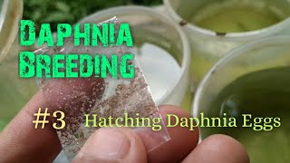 Daphnia Culture made simple and easy 3  Hatching Daphnia eggs [upl. by Ujawernalo]