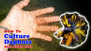 How to Culture Daphnia with ZERO Cost  Unlimited Live Food For Our Fish [upl. by Fulmer28]