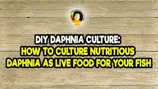 DIY Daphnia Culture How to Culture Nutritious Daphnia as Live Food for Your Fish [upl. by Yxel385]