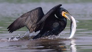 Indian cormorant fishing in group [upl. by Saraann692]