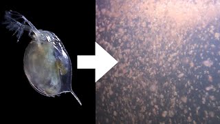 How I Culture Daphnia [upl. by Ecienaj348]