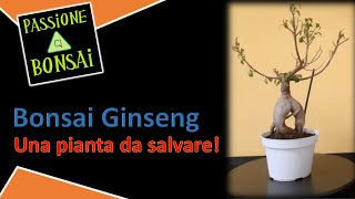 Bonsai Ginseng  Una pianta da salvare [upl. by Yrruc]