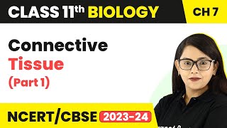 Connective Tissue Class 11  Structural Organisation In Animals  Class 11 Biology Part 1 [upl. by Nairahcaz]