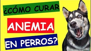 ANEMIA EN PERROS TRATAMIENTO [upl. by Anetsirhc917]