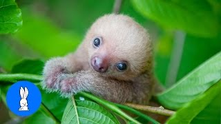 Baby Sloths Being Sloths  FUNNIEST Compilation [upl. by Goldstein728]