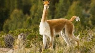 Cute Peruvian Vicunas [upl. by Dub]