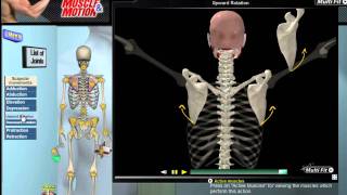 How Scapular Movement Works 3D Anatomy amp Diagrams [upl. by Orlan438]