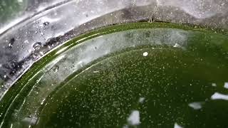 DAPHNIA MOINA CULTURE IN A SMALL BUCKET [upl. by Gamin]