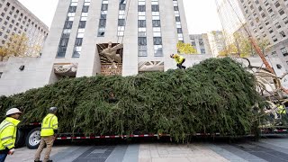 Rockefeller Center Christmas tree selected for 2023 [upl. by Enitsed]