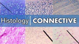 Histology  Connective Tissue [upl. by Soigroeg612]