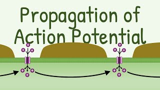 Propagation of Action Potential [upl. by Elvira267]