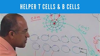 Overview Diagnosis And Staging of Cutaneous Lymphoma [upl. by Cupo]