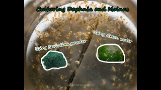 How To Culture Daphnia and Moinas using Green Water Spirulina powder [upl. by Ladnor64]