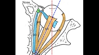 Extraocular muscles tutorial [upl. by Irrab]