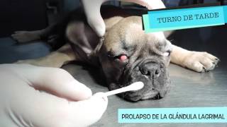 CAP 20 VETERINARIO ONLINE PROLAPSO glándula tercer párpado en perro [upl. by Ballman]