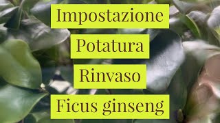 Impostazione potatura e rinvaso di un FICUS GINSENG [upl. by Elson]