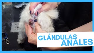 Glándulas anales perros 🐶  Síntomas de infección [upl. by Aztinad]