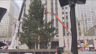 Rockefeller Center Christmas Tree arrives in New York City [upl. by Annetta]