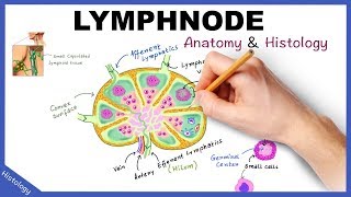 Lymphoma What is lymphoma  Norton Cancer Institute [upl. by Vigen199]